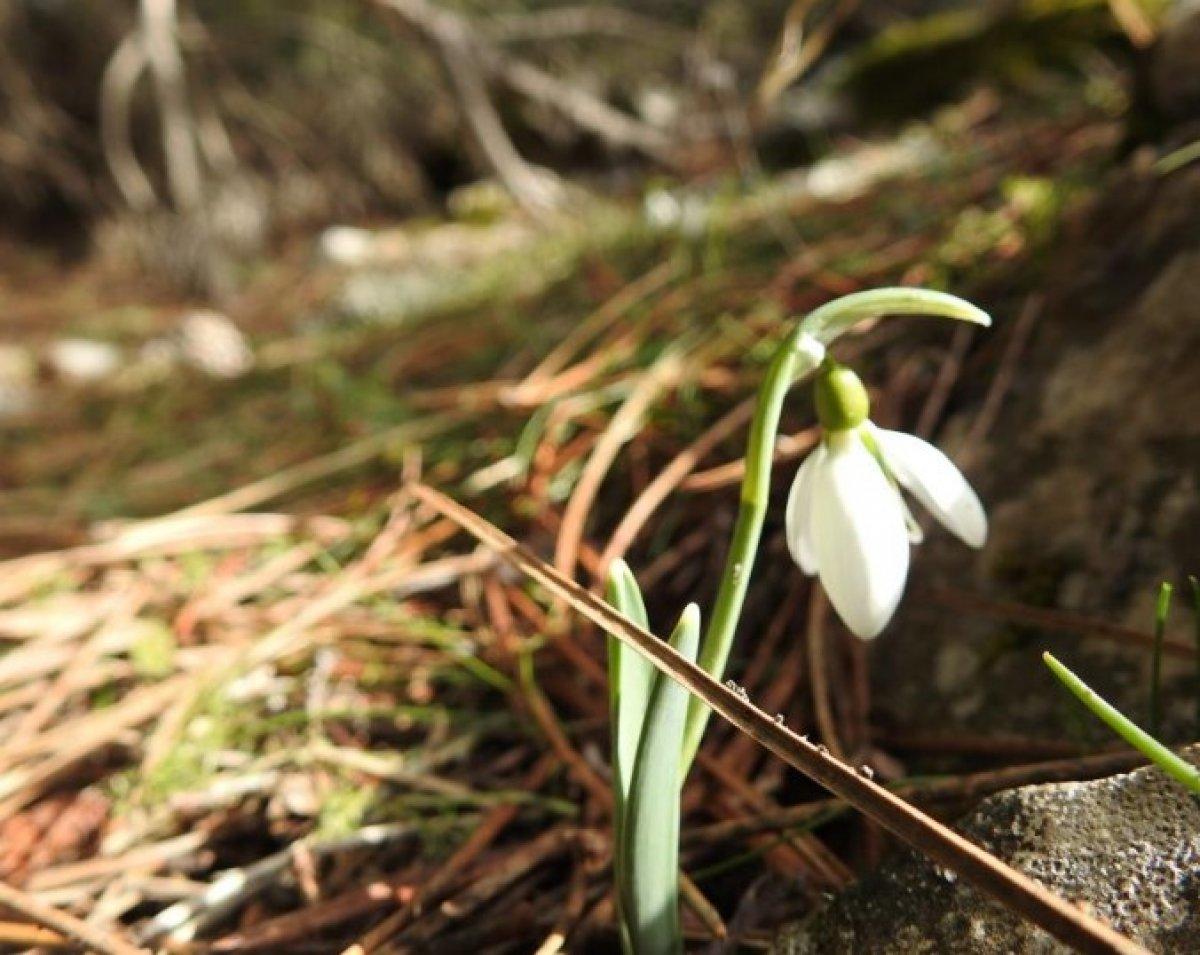 Manisa'nın Spil Dağı Milli Parkı'ndaki kardelenler çiçek açtı