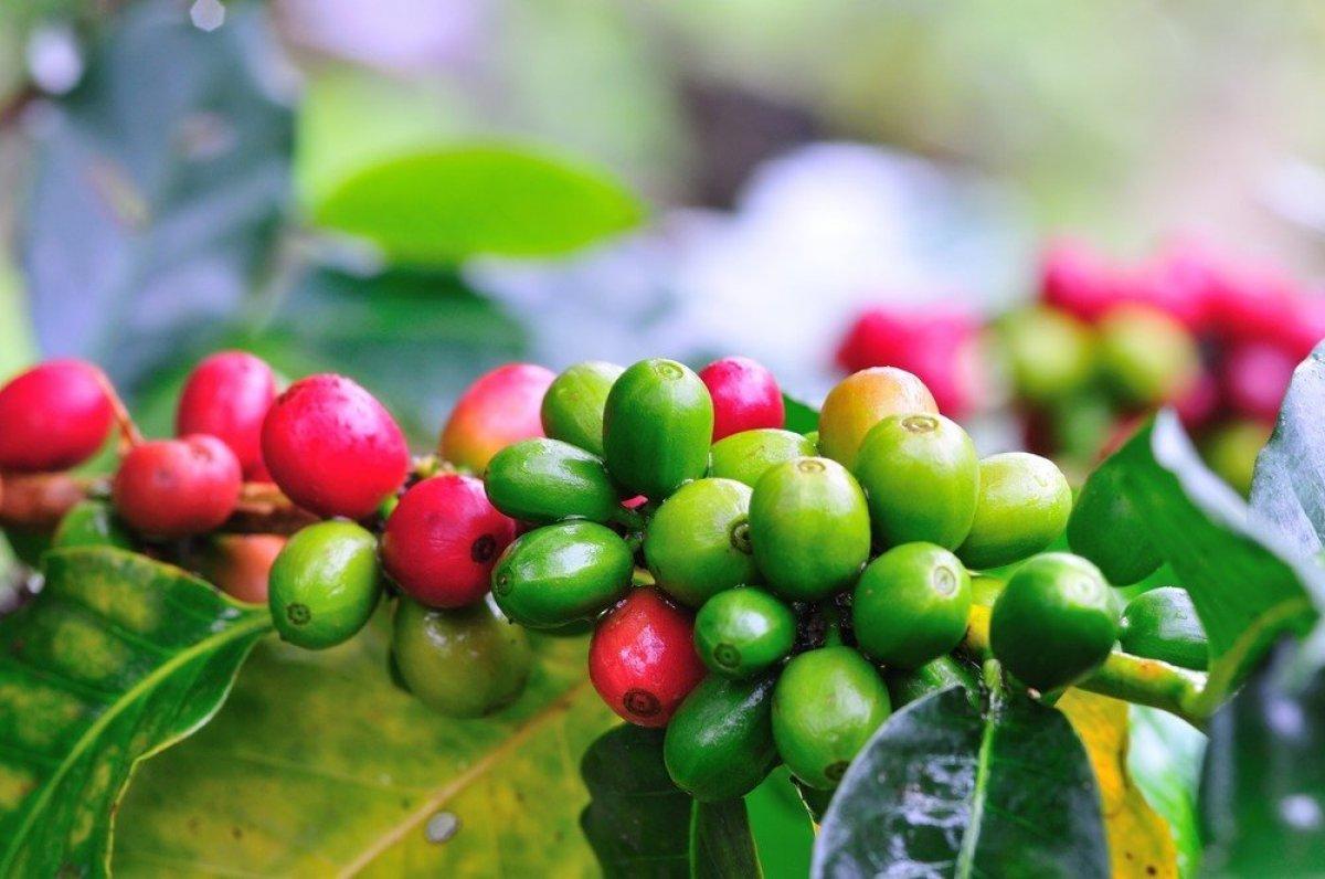 Yeşil kahve nedir