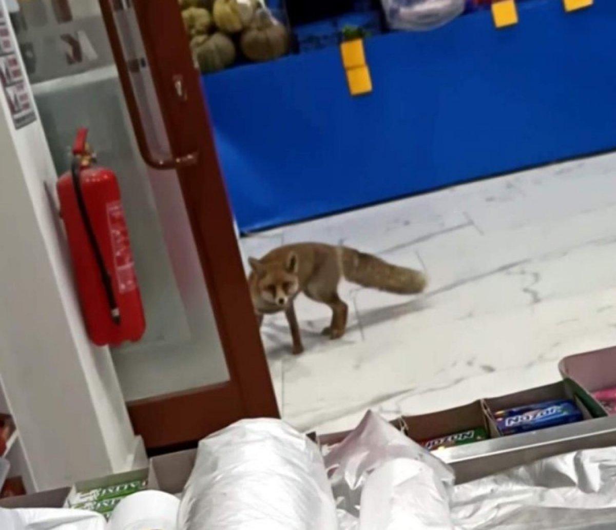 Karabük'te aç kalan tilki markete girdi