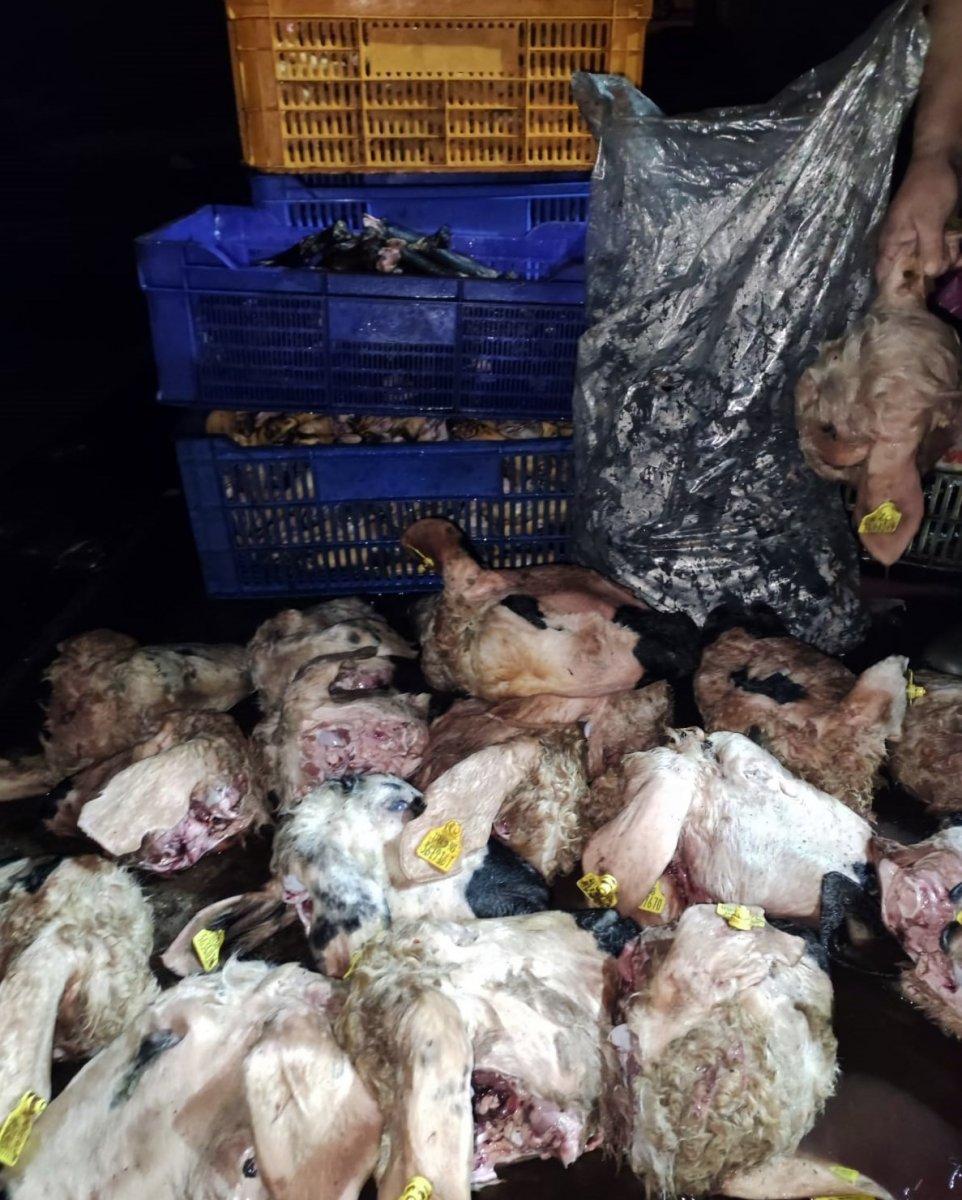 Kayseri'de 5.5 ton sakatat imha edildi