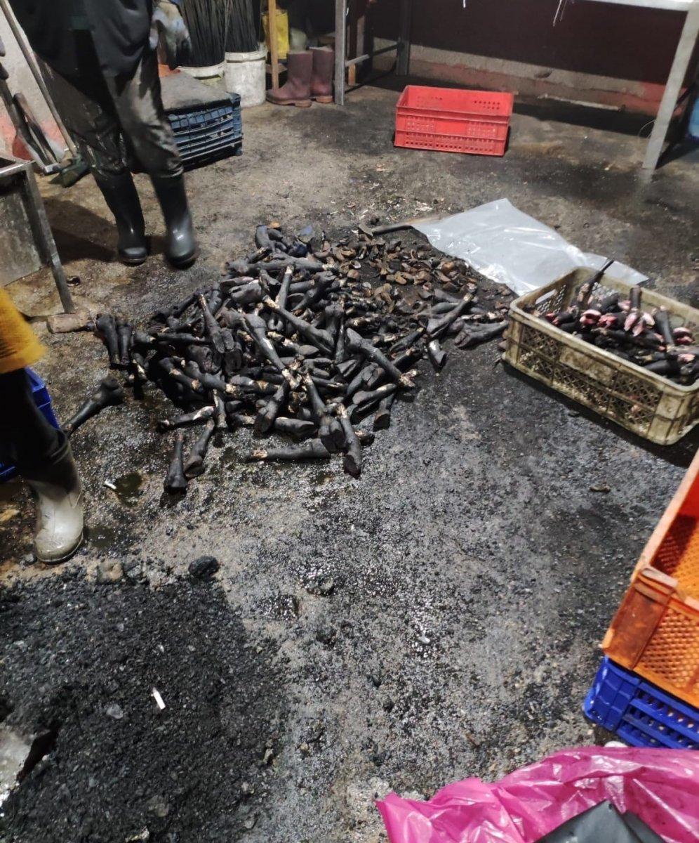 Kayseri'de 5.5 ton sakatat imha edildi