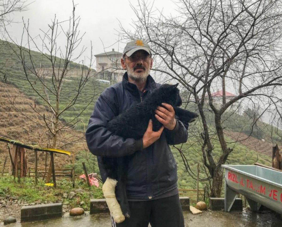 Rize'de bir kişi bacağı kırılan kuzusunu hastaneye götürdü