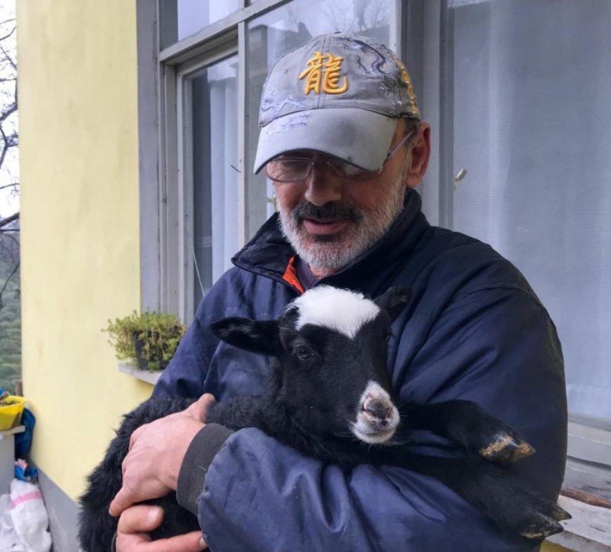 Rize'de bir kişi bacağı kırılan kuzusunu hastaneye götürdü