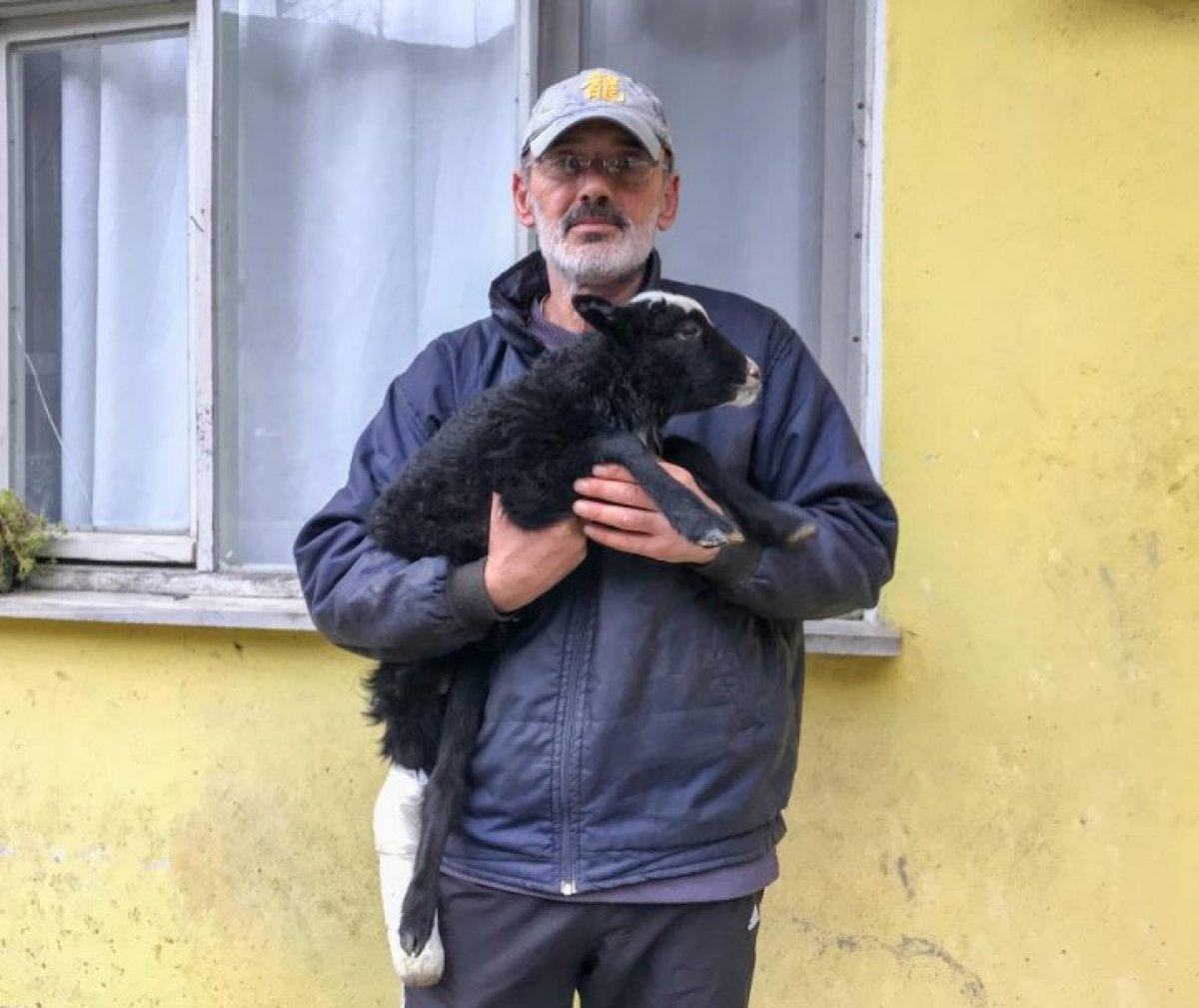 Rize'de bir kişi bacağı kırılan kuzusunu hastaneye götürdü