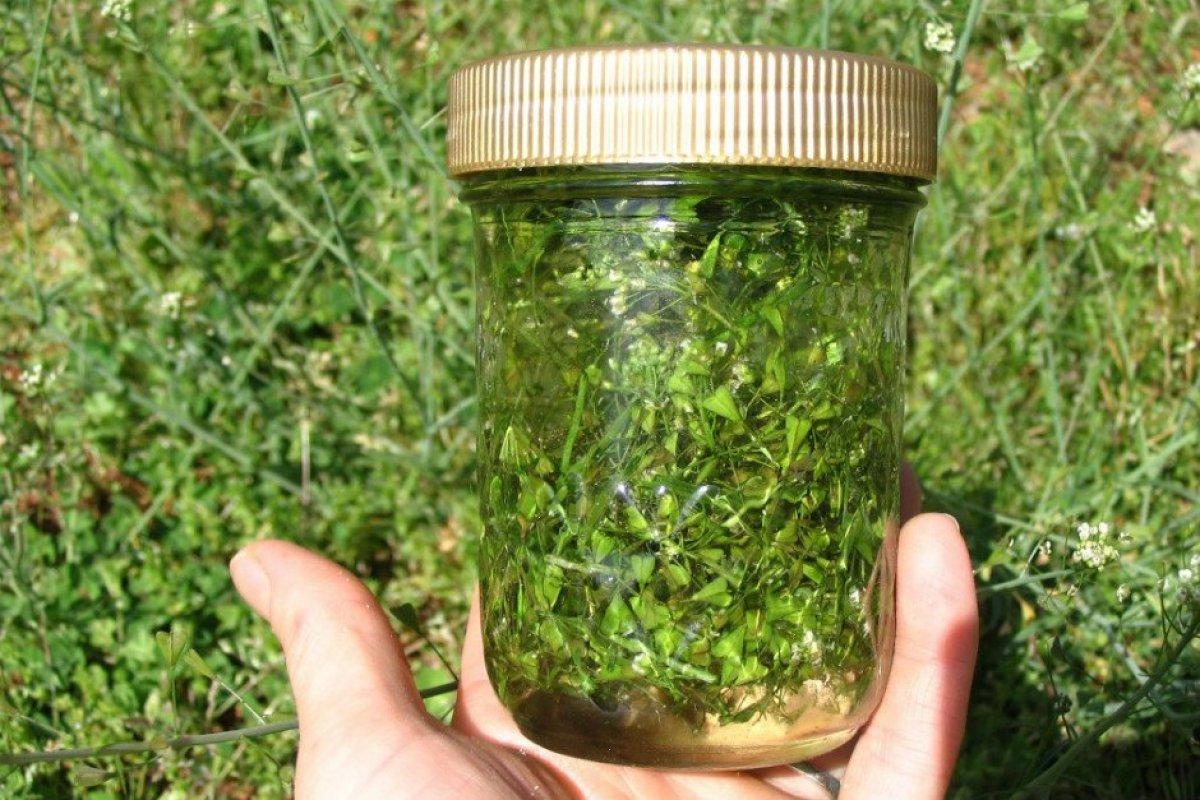 Basurdan kurtaran bitki: Çobançantasını 7 gün boyunca...