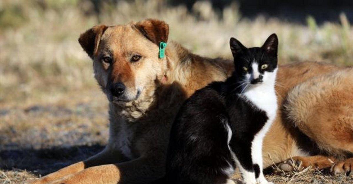 İspanya'da hayvanlara kötü muameleye 2 yıla kadar hapis cezası