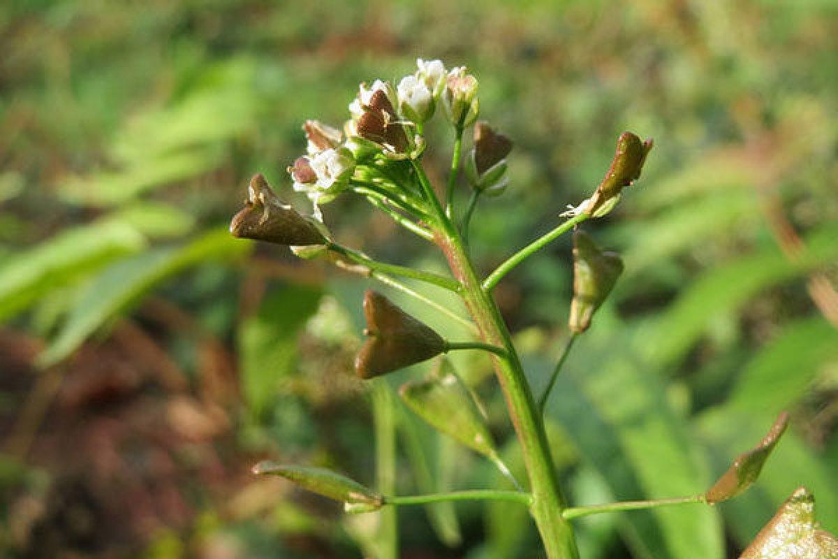Basurdan kurtaran bitki: Çobançantasını 7 gün boyunca...