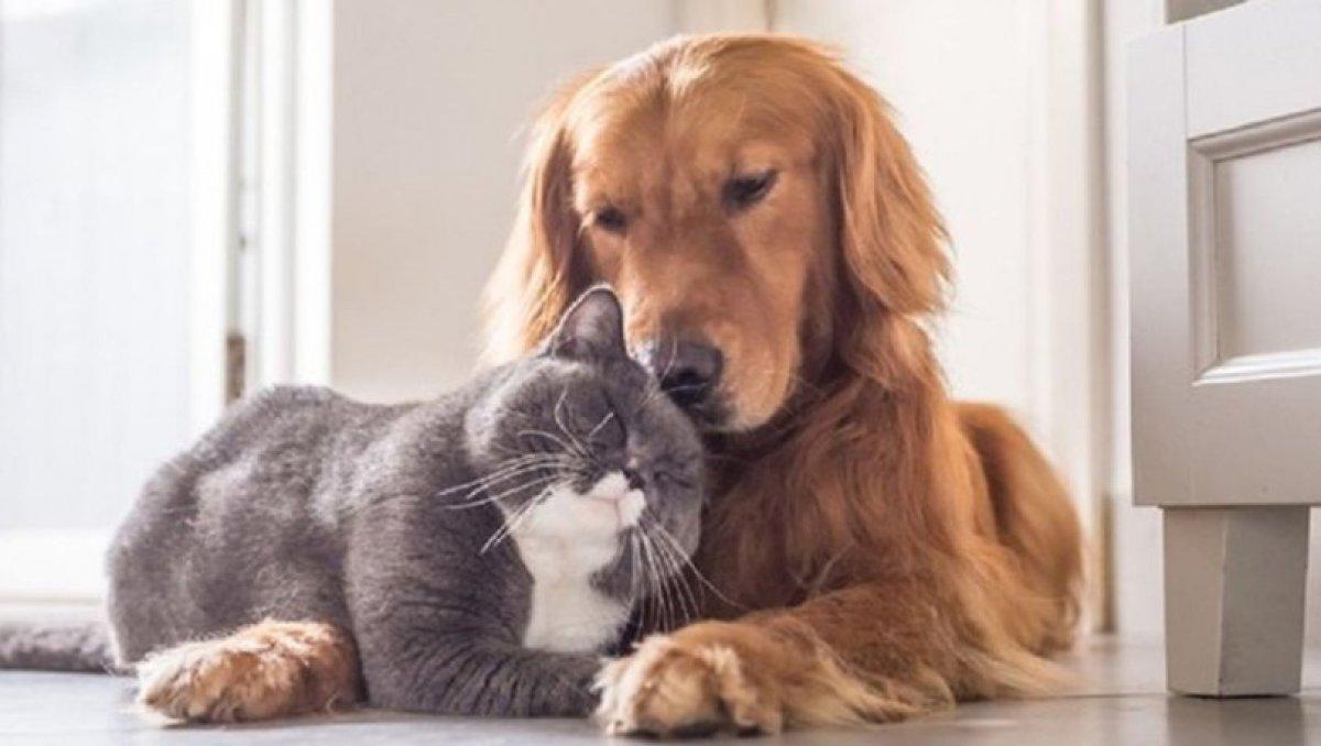 İspanya'da hayvanlara kötü muameleye 2 yıla kadar hapis cezası