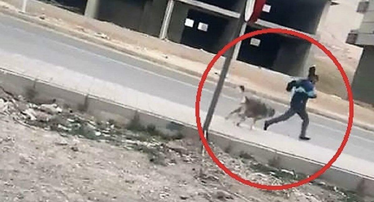 Mardin'de 7 kişiyi yaralayan köpek kuduz çıktı: 1 mahalle karantinada
