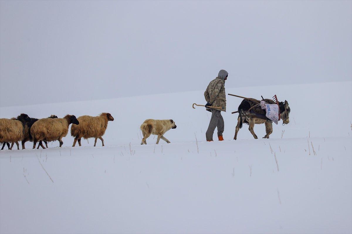 Van'da besiciler, zorlu kış şartlarında mücadele ediyor