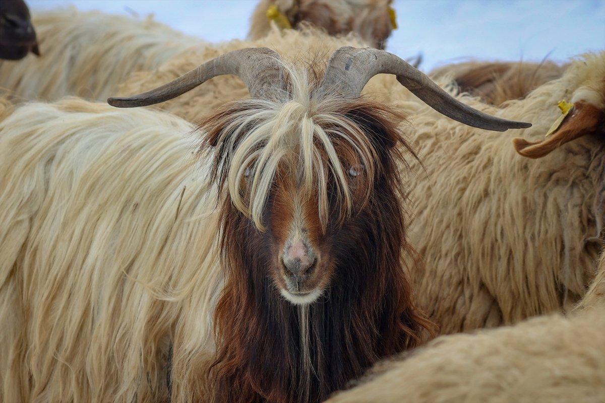 Van'da besiciler, zorlu kış şartlarında mücadele ediyor