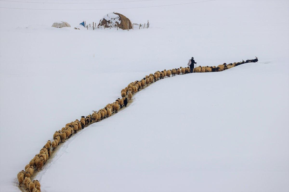 Van'da besiciler, zorlu kış şartlarında mücadele ediyor