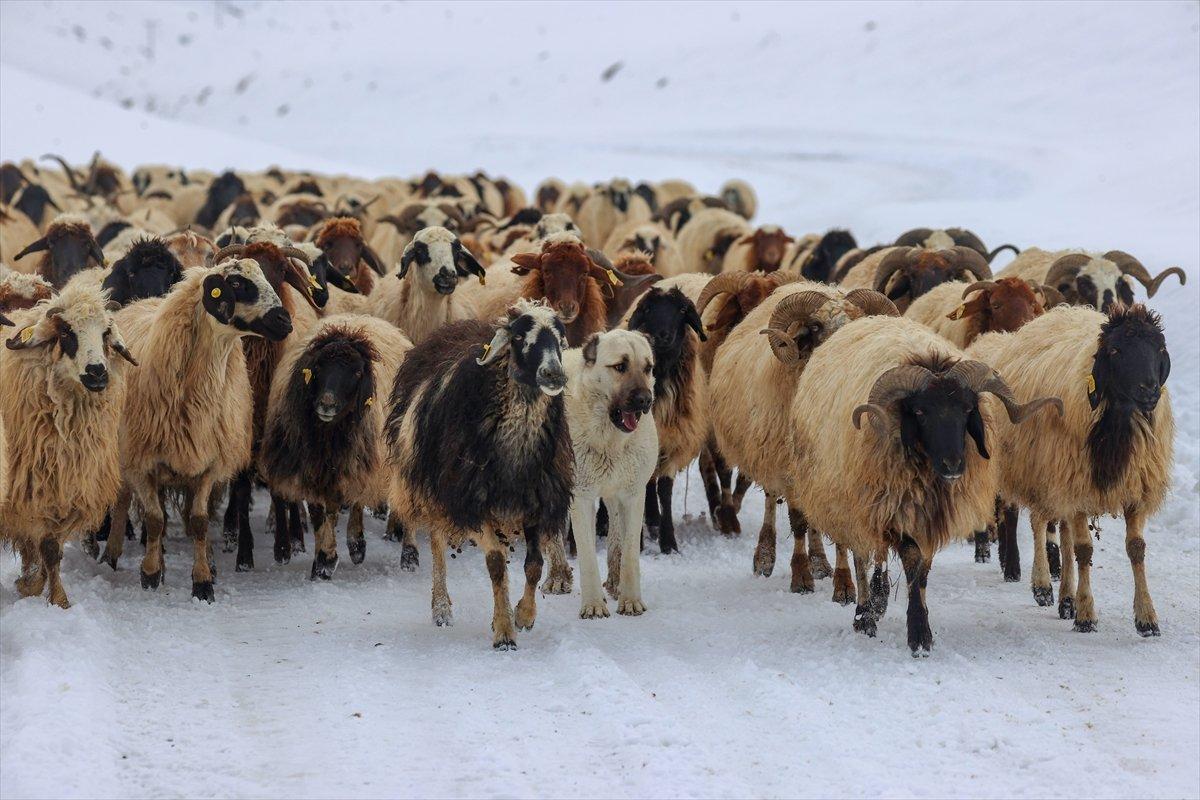 Van'da besiciler, zorlu kış şartlarında mücadele ediyor