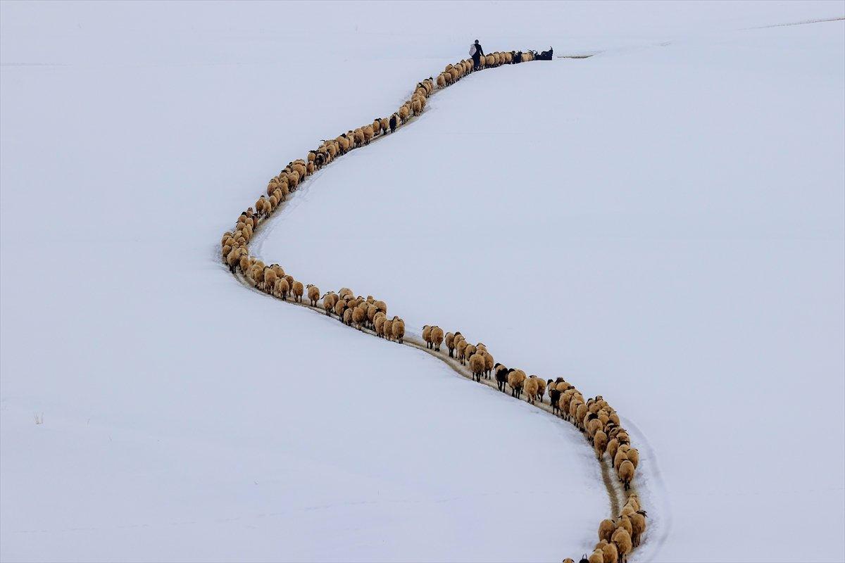 Van'da besiciler, zorlu kış şartlarında mücadele ediyor