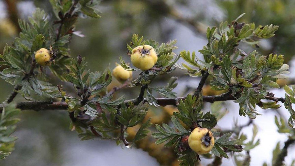 Alıç meyvesinin sağlığa 6 inanılmaz faydası