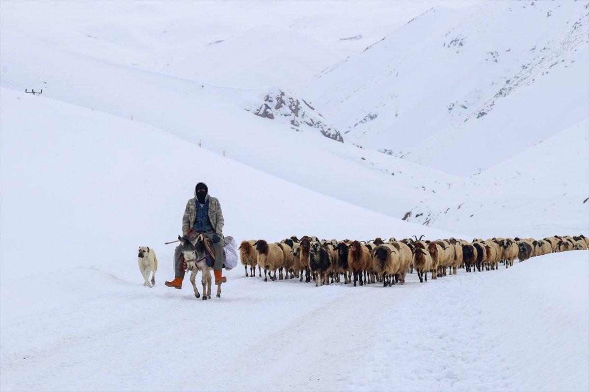Van'da besiciler, zorlu kış şartlarında mücadele ediyor