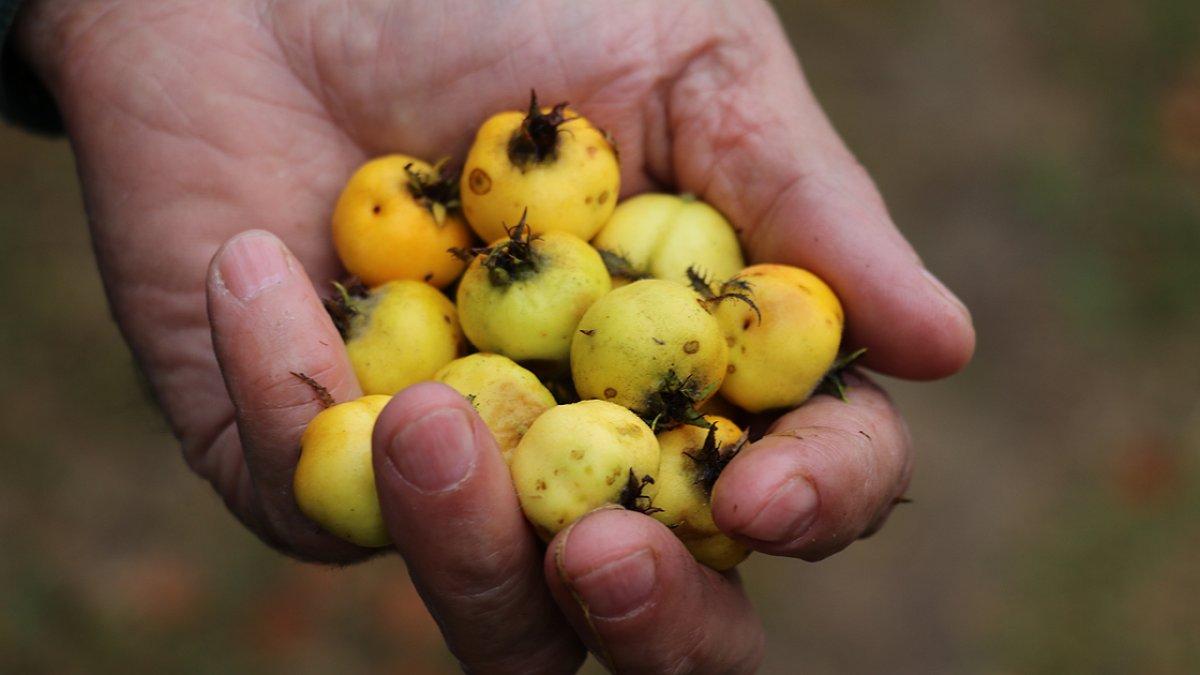 Alıç meyvesinin sağlığa 6 inanılmaz faydası