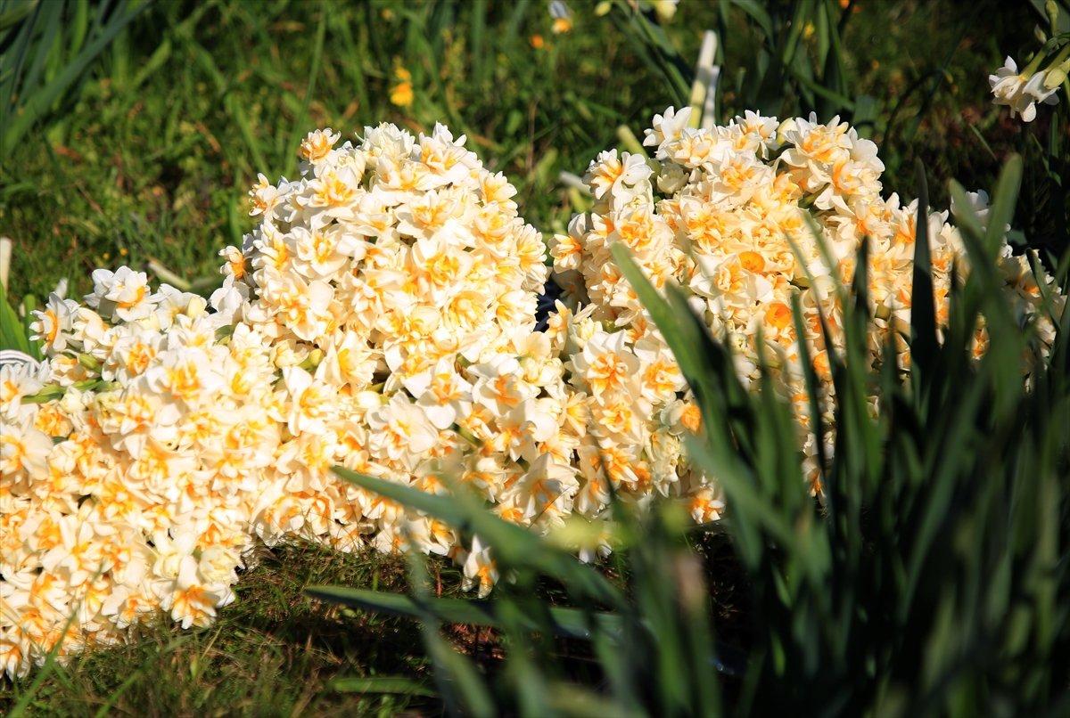 Torosların eteğinde yetişen nergis çiçeği kadınların ekmek kapısı oldu