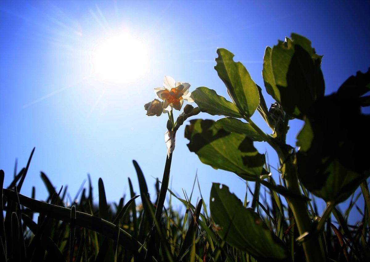 Torosların eteğinde yetişen nergis çiçeği kadınların ekmek kapısı oldu