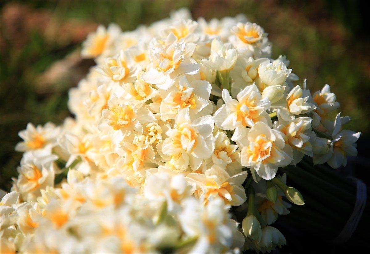 Torosların eteğinde yetişen nergis çiçeği kadınların ekmek kapısı oldu