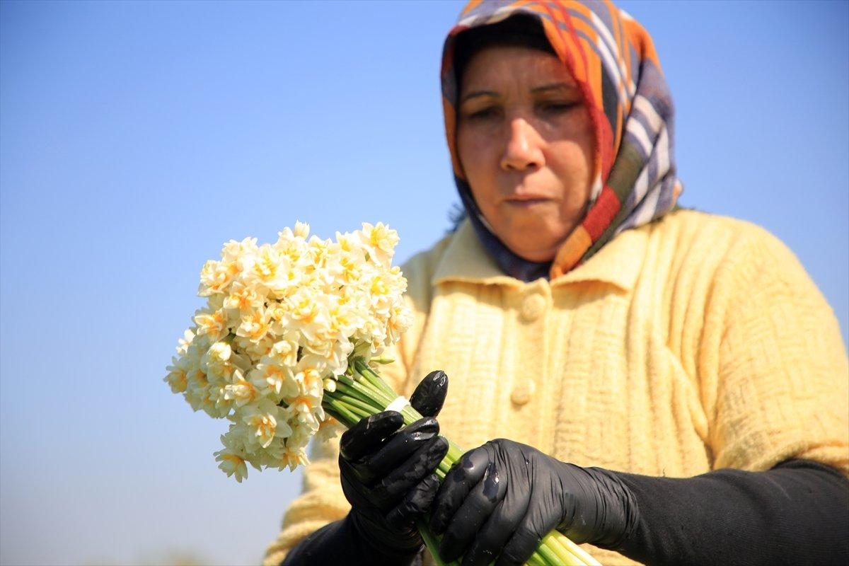 Torosların eteğinde yetişen nergis çiçeği kadınların ekmek kapısı oldu