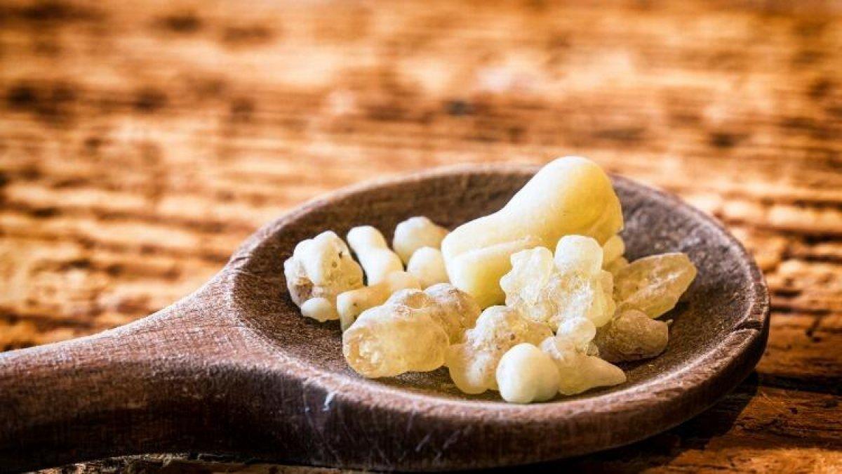 Mezda sakızı ne işe yarar, faydaları nelerdir? Balla karıştırdığınızda...