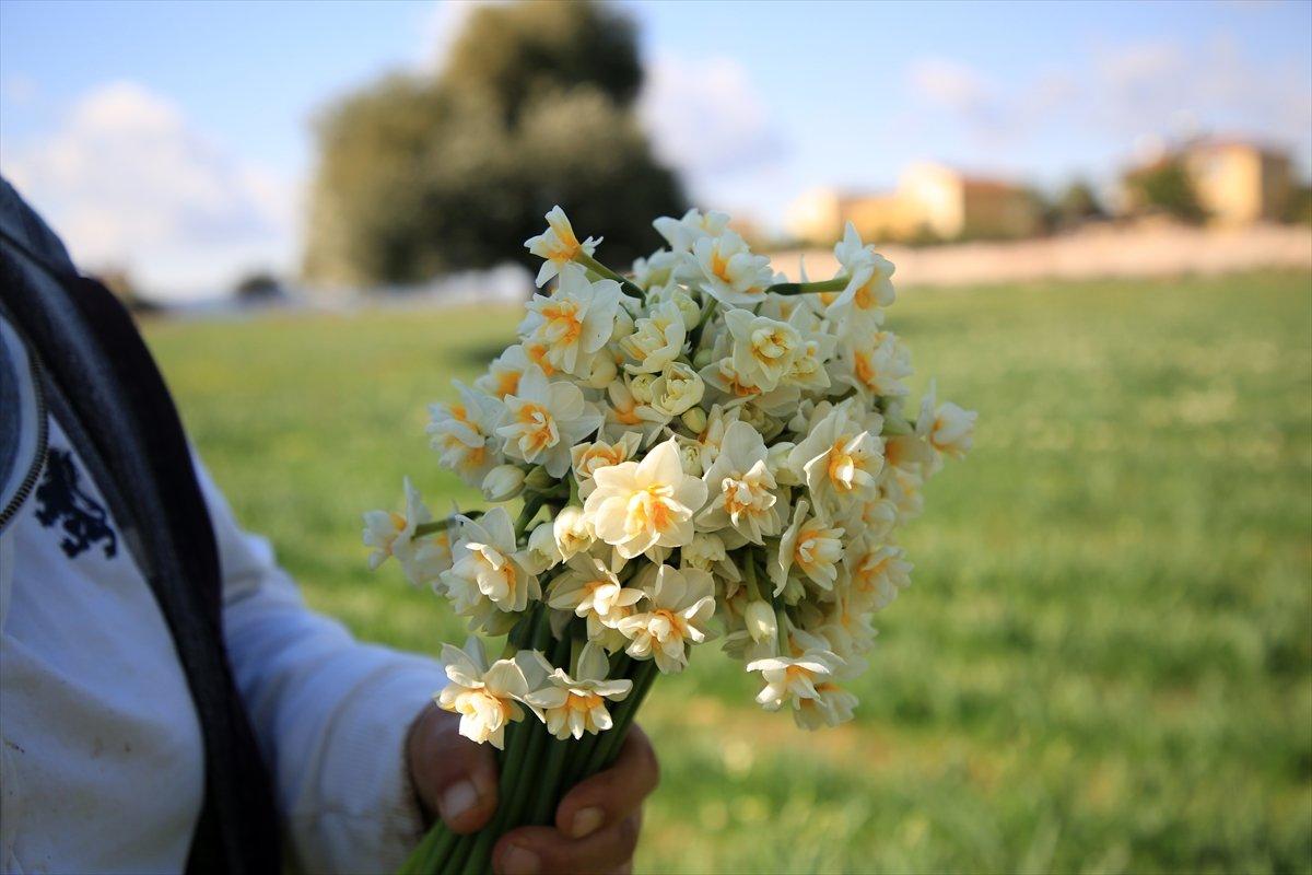 Torosların eteğinde yetişen nergis çiçeği kadınların ekmek kapısı oldu