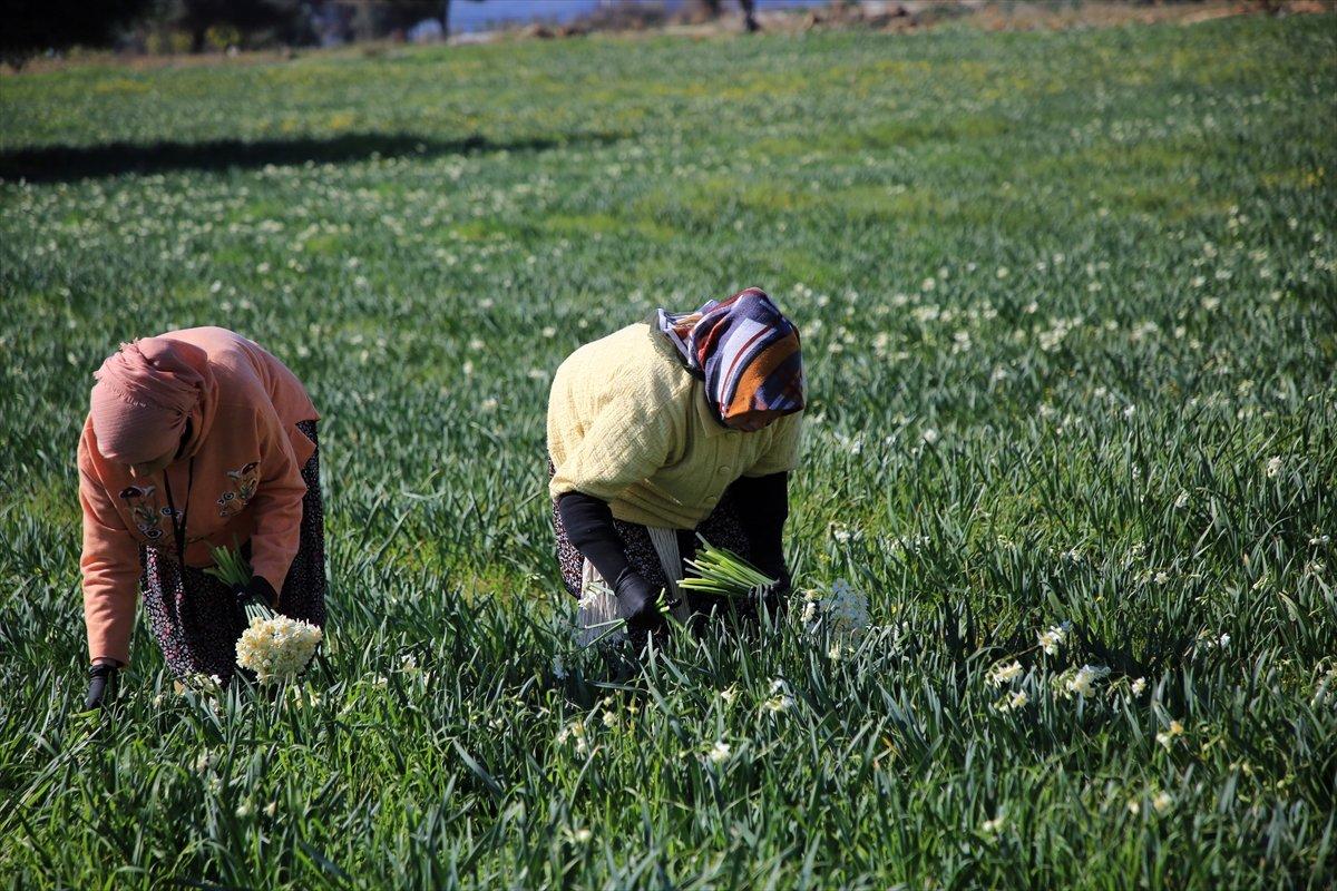 Torosların eteğinde yetişen nergis çiçeği kadınların ekmek kapısı oldu