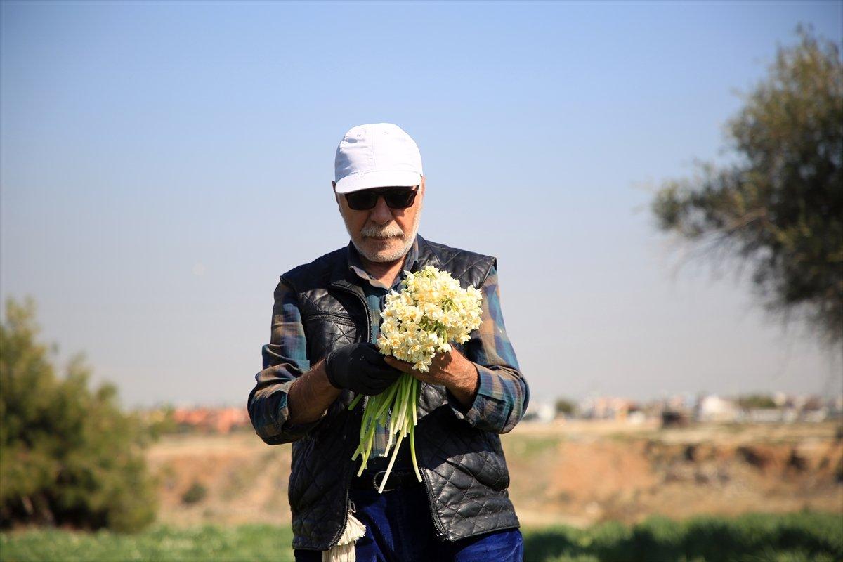 Torosların eteğinde yetişen nergis çiçeği kadınların ekmek kapısı oldu