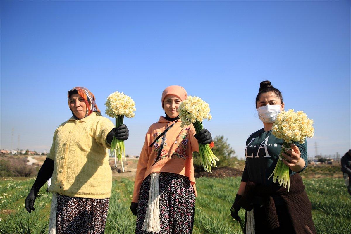 Torosların eteğinde yetişen nergis çiçeği kadınların ekmek kapısı oldu