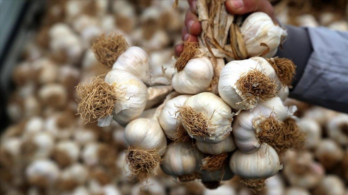 C vitamini deposu doğal şifa kaynağı: Soğan, sarımsak