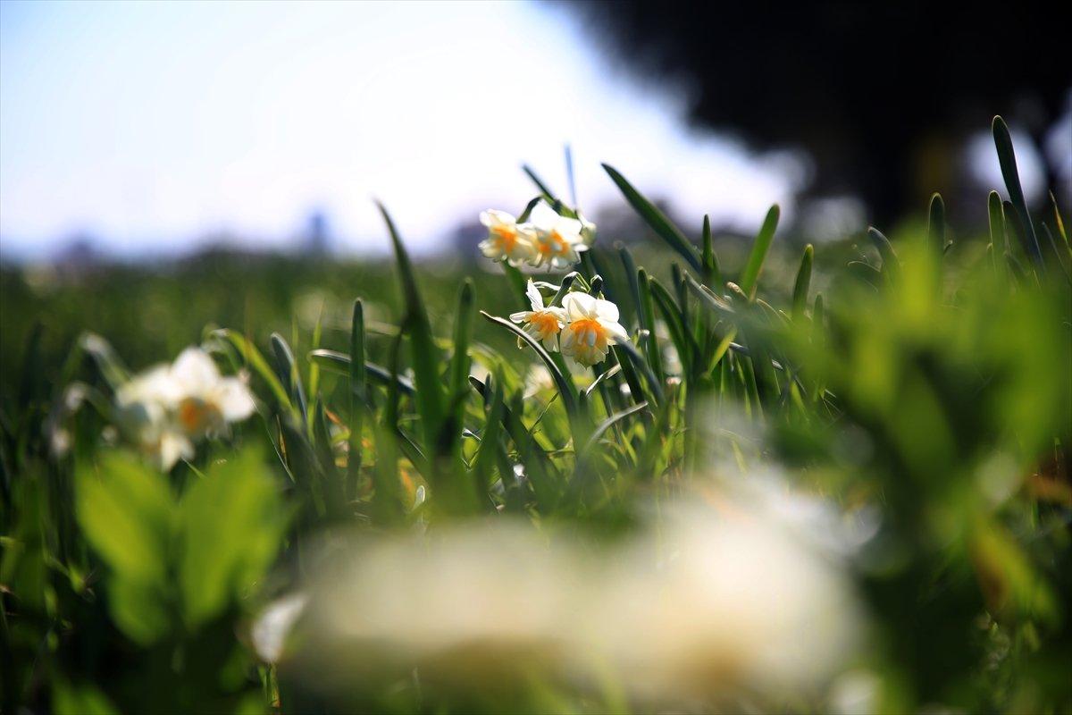 Torosların eteğinde yetişen nergis çiçeği kadınların ekmek kapısı oldu