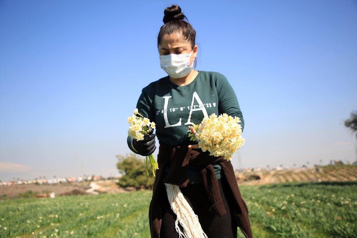 Torosların eteğinde yetişen nergis çiçeği kadınların ekmek kapısı oldu