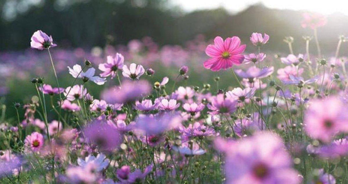 İkinci cemre ne zaman ve nereye düşecek? Cemre düşme tarihleri 2022