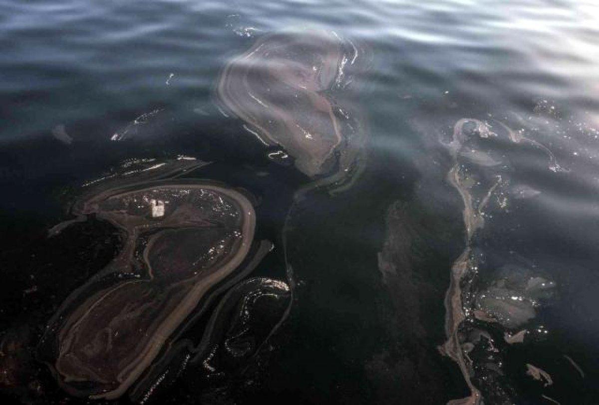 İstanbul'da, müsilaj yeniden görüldü