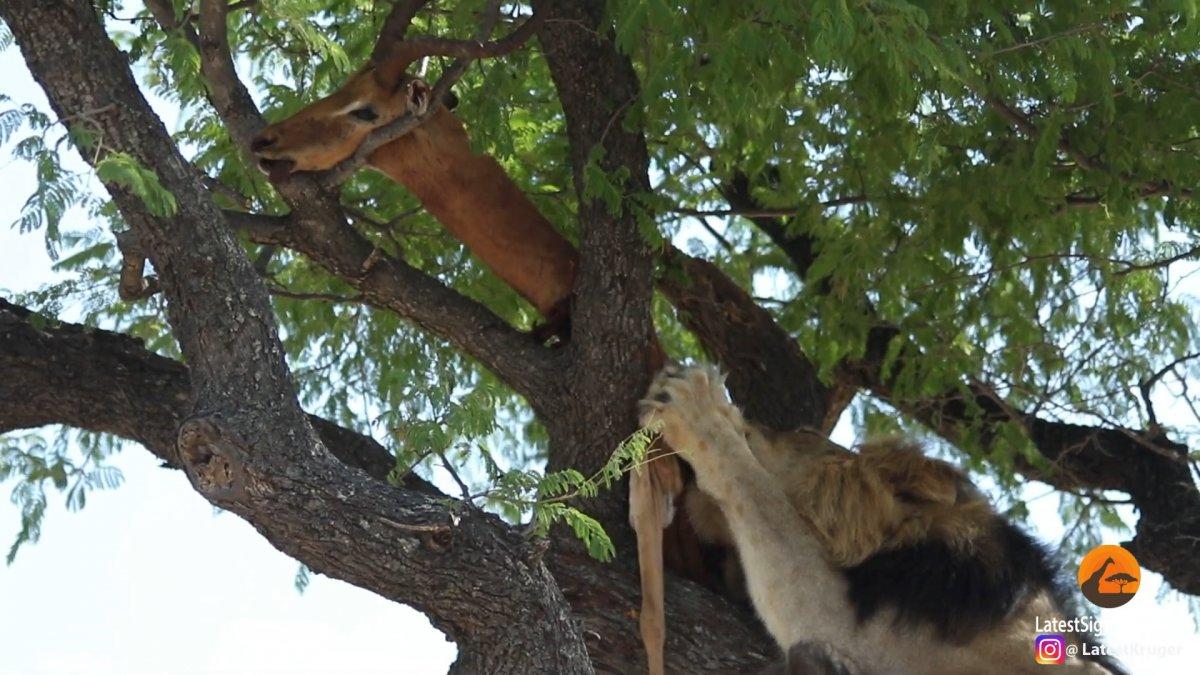 Afrika'da erkek aslan, leoparın yemeğini ağaçtan aldı