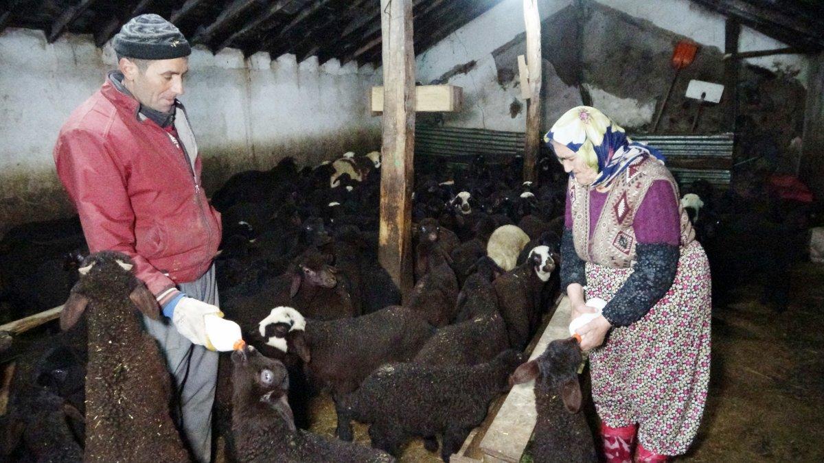 Muş'ta baharın müjdecileri, anneleriyle buluştu