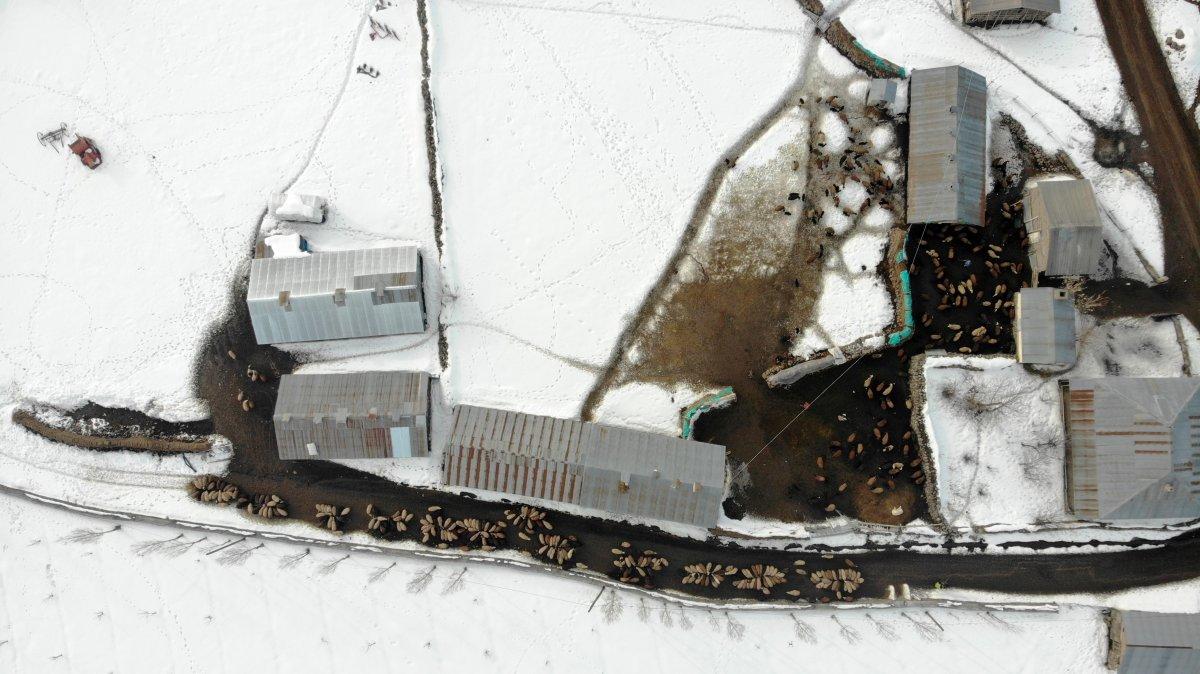 Muş'ta baharın müjdecileri, anneleriyle buluştu