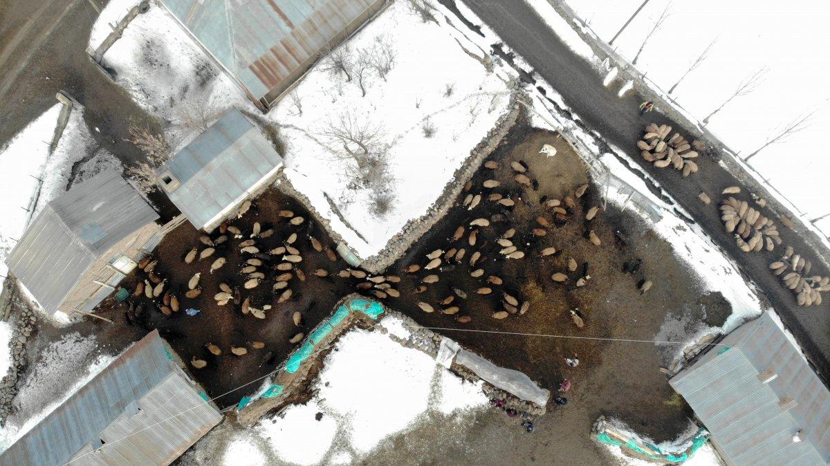 Muş'ta baharın müjdecileri, anneleriyle buluştu