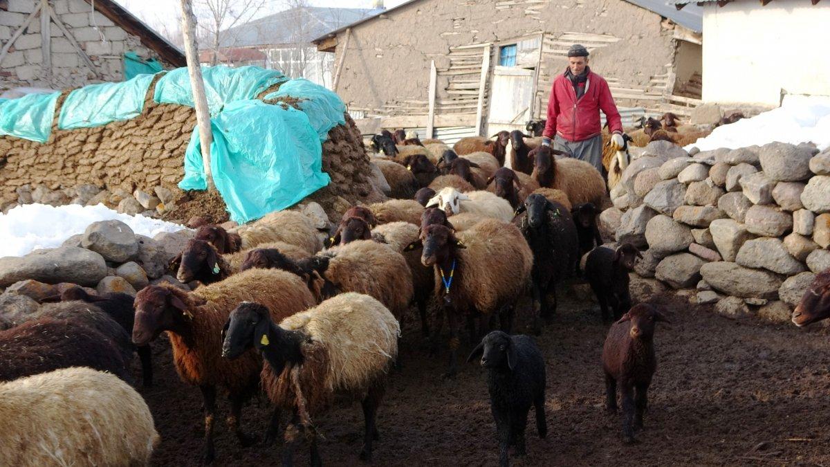 Muş'ta baharın müjdecileri, anneleriyle buluştu