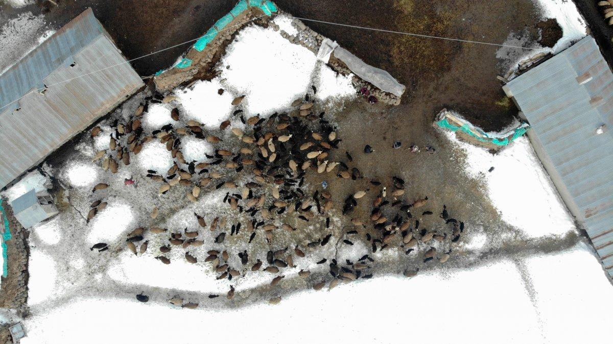 Muş'ta baharın müjdecileri, anneleriyle buluştu