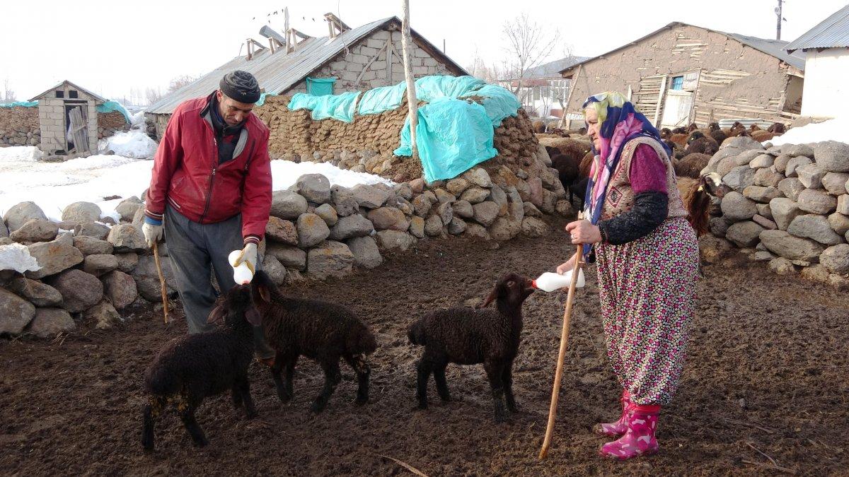 Muş'ta baharın müjdecileri, anneleriyle buluştu