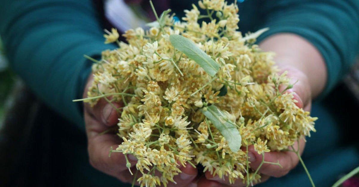 Ihlamurun kilosu 350 lirayı buldu