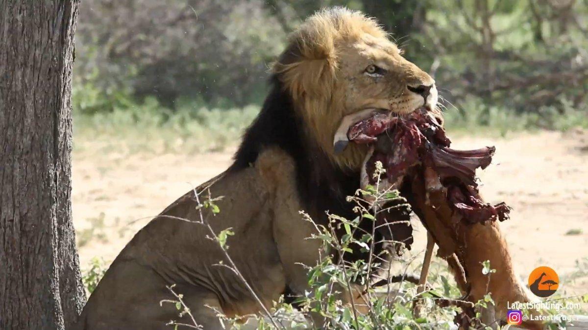 Afrika'da erkek aslan, leoparın yemeğini ağaçtan aldı