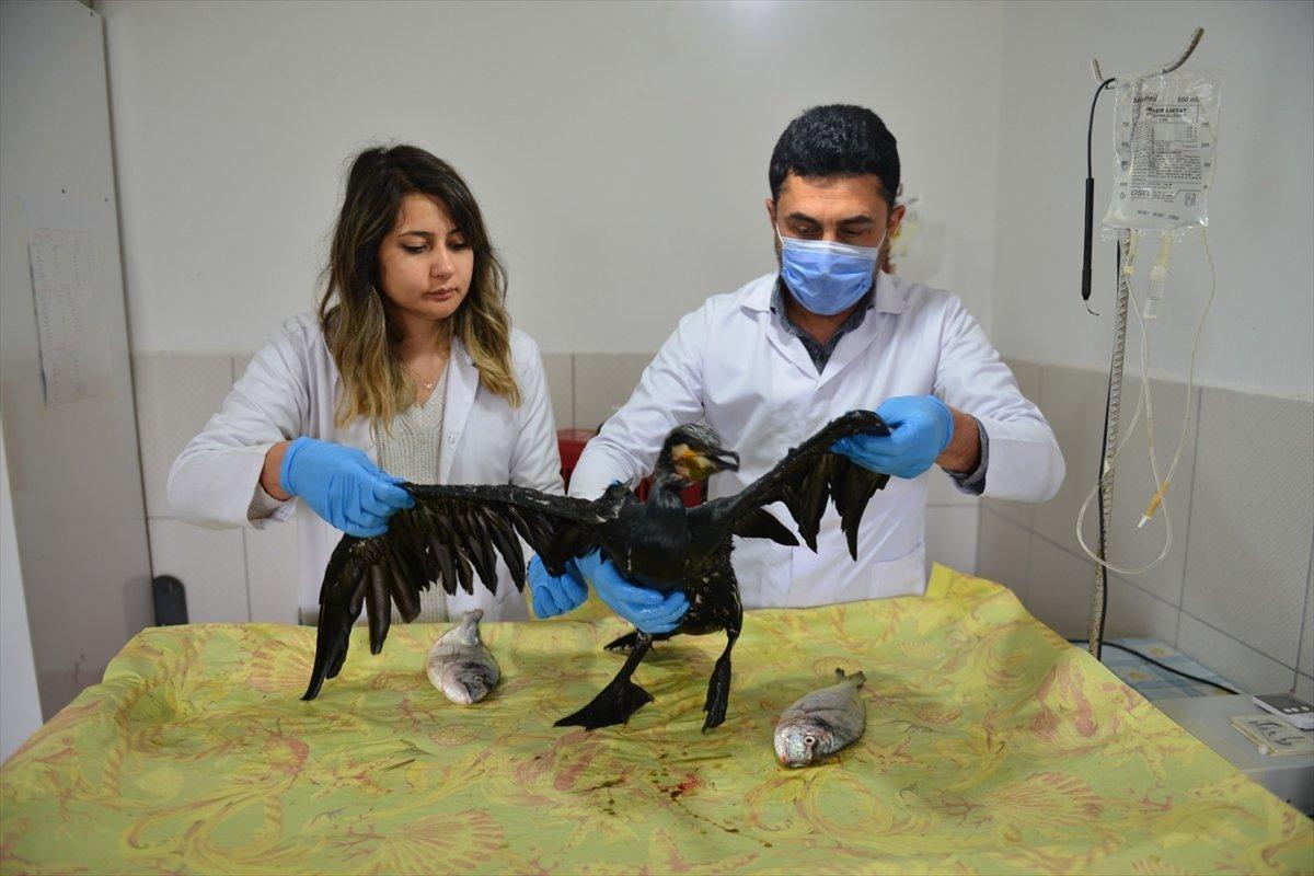 Antalya'da 1 kiloluk balık, karabatağın boğazına takıldı