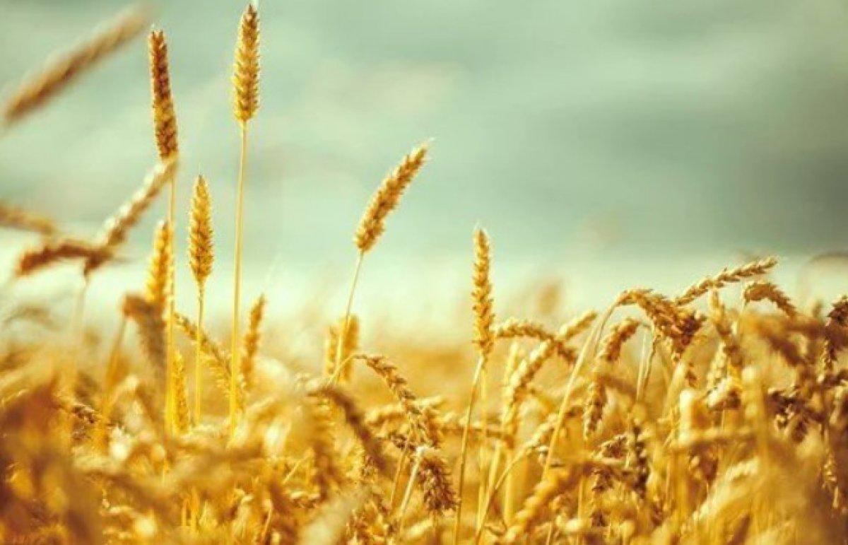 Tarım ve Orman Bakanlığı'ndan hububatla ilgili açıklama
