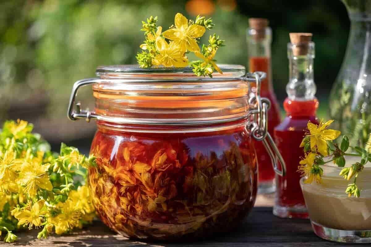 Doğal antidepresan: Sarı kantaronun süper ötesi faydaları