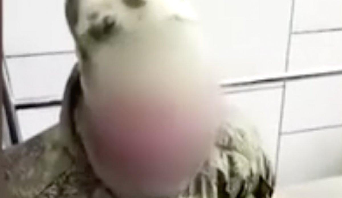 Ukrayna'da yakalanan Rus askeri: Tatbikat var dediler diye geldik