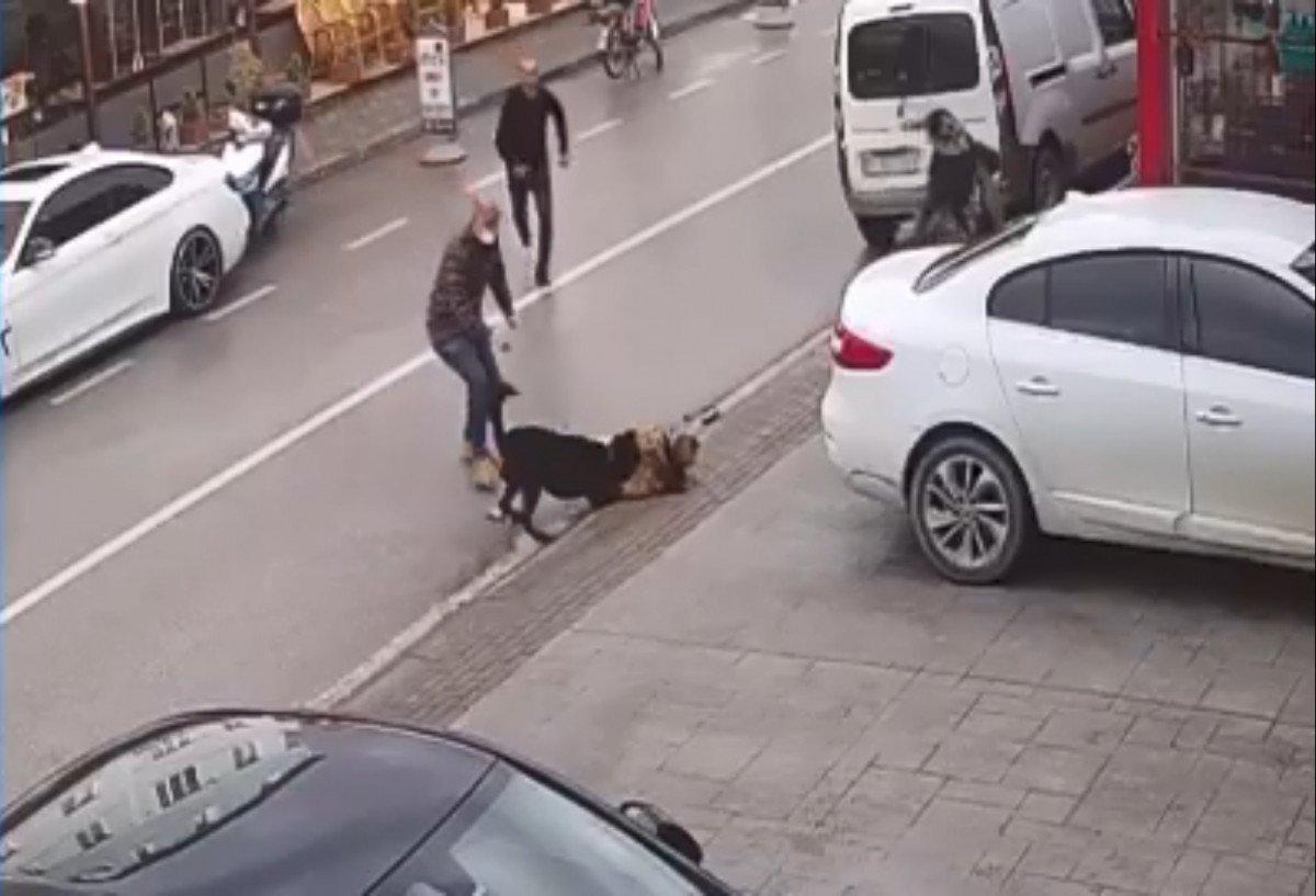 Kocaeli'de köpek tehlikesi: Kardeşini kucağından düşürdü