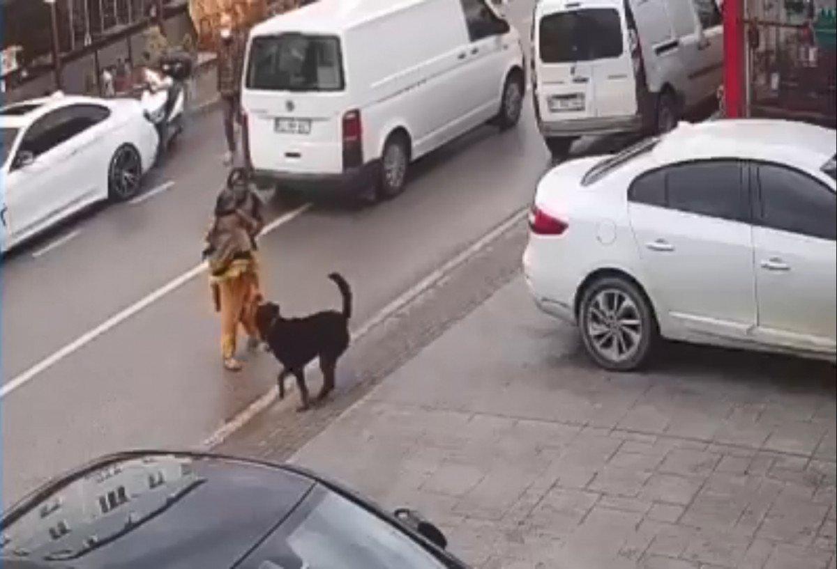 Kocaeli'de köpek tehlikesi: Kardeşini kucağından düşürdü